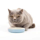 Scruffs Classic Cat & Small Pet Saucer